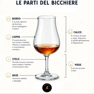 Le parti del Bicchiere: base, stelo, coppa e bordo.