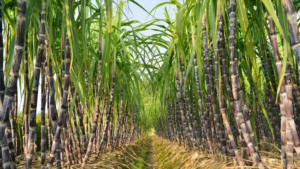 Coltivazione di Canna da Zucchero